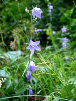 Rundblaettrige Glockenblume